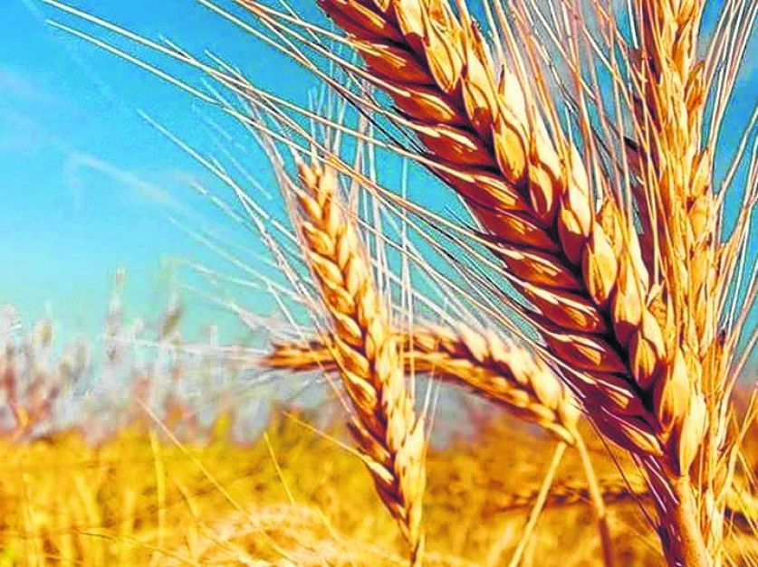 Aplican tecnología para obtener líneas de trigo más competitivos