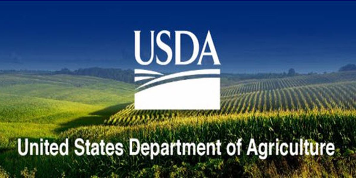 El nuevo informe del USDA marca un aumento en las existencias de maíz y soja