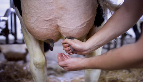 Prevención de la mastitis bovina: la mejor y más económica medida para evitar perdida de ganado y mejorar la rentabilidad en la lechería