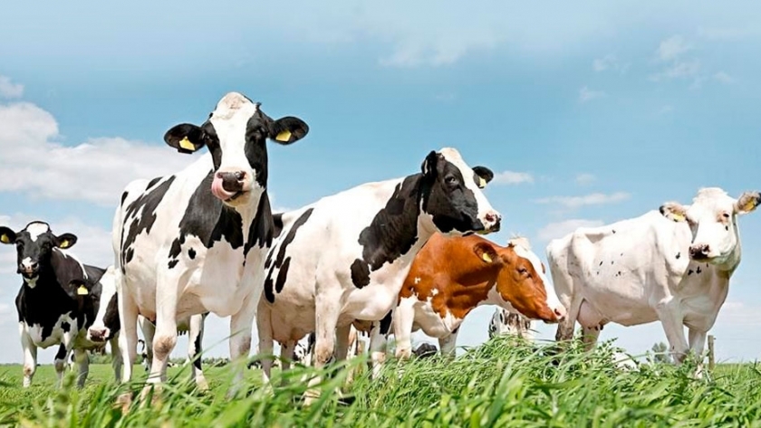 Prevención para el período de «Vaca seca»