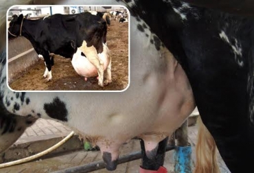Prácticas de manejo y alimentación adecuada para prevenir el edema de ubre en vacas lecheras durante el periparto