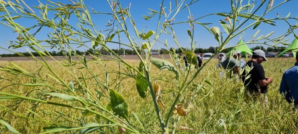 Arcor mira con buenos ojos a Brassica Carinata para la rotación de cultivos y conservación de suelos