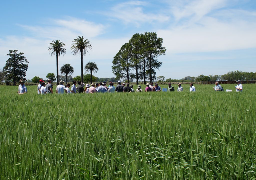 San Trigo:  Las estrategias de fertilización de alto rendimiento permiten acortar brechas de producción en cultivos de trigo