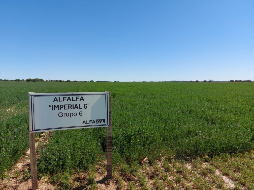 Alfalfa se destaca como uno de los cultivos que se siembran en la zona de Río Cuarto