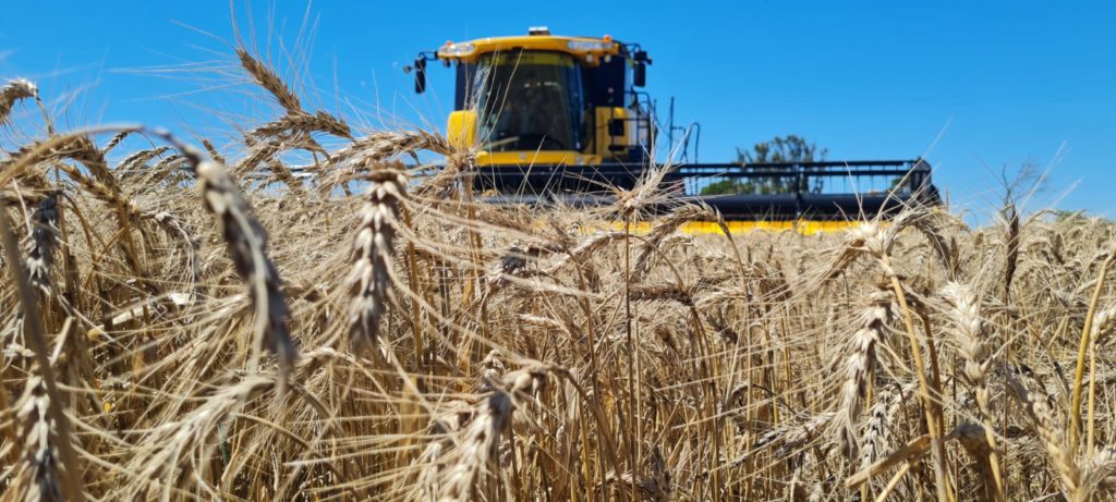 Catpro New Holland: Demostración a campo en Realicó,La Pampa,cosechando trigo en la nueva CR