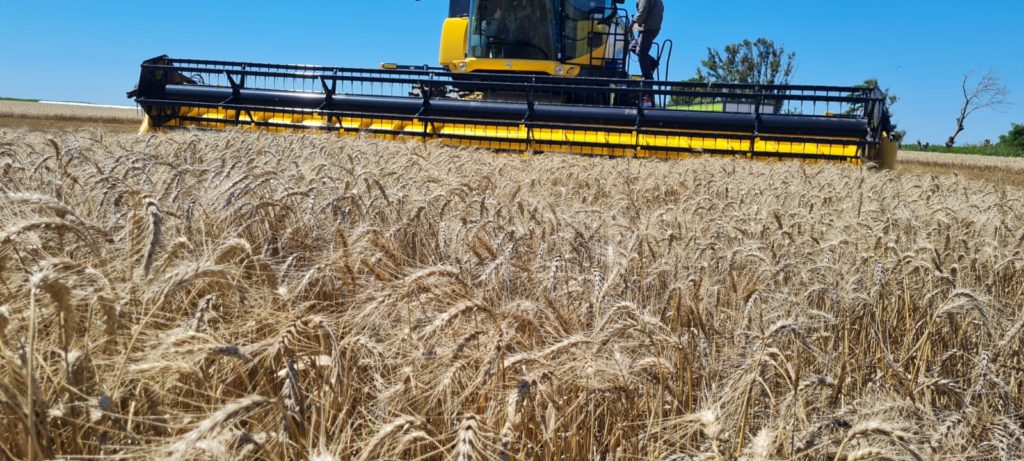 Retenciones Cero para trigo: El proyecto presentado por un diputado del Pro