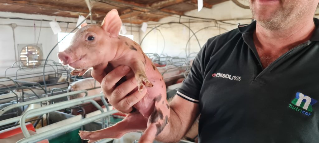 U.P.L: El invento de un cordobés para que los productores porcinos sigan produciendo eficientemente