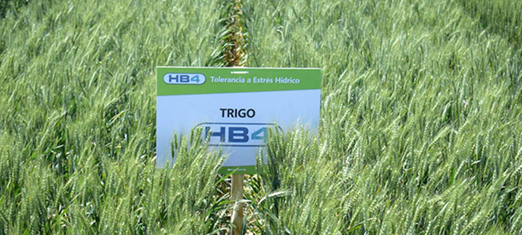 El trigo HB4 a la espera de lluvias en Córdoba