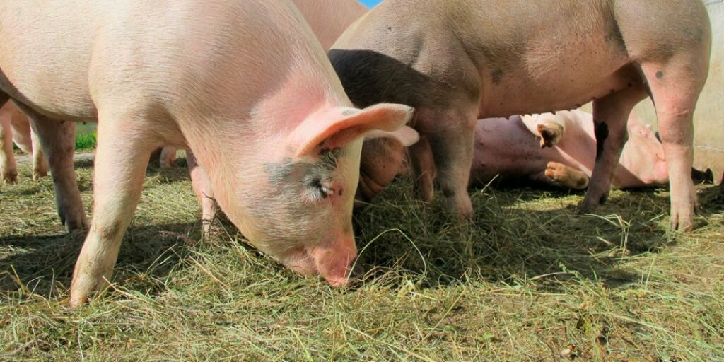 Productores porcinos esperan concretar un acuerdo comercial con países asiáticos