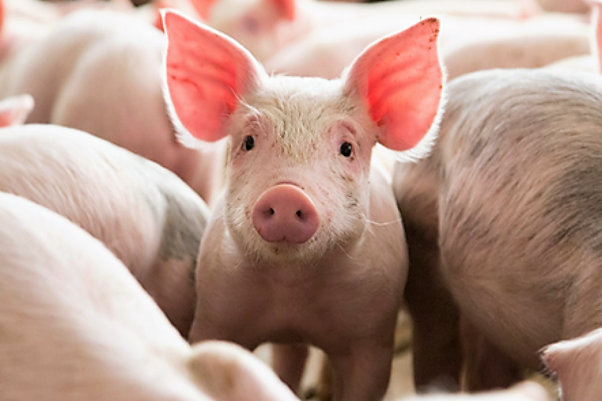 Cómo evitar el estrés térmico en el porcino generado por las altas temperaturas