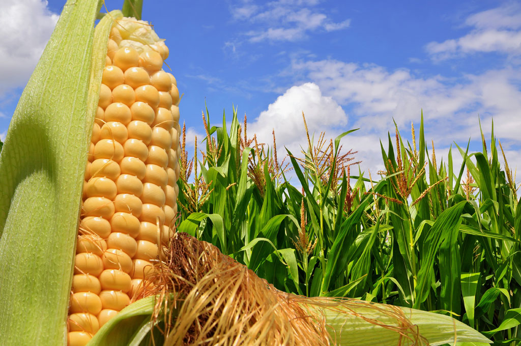 Cómo enfrentar una campaña de maíz con un manejo agronómico óptimo
